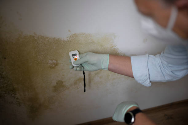 Best Commercial Mold Removal  in Indian Trail, NC