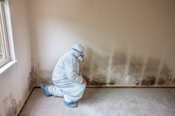 Best Mold Damage Repair  in Indian Trail, NC