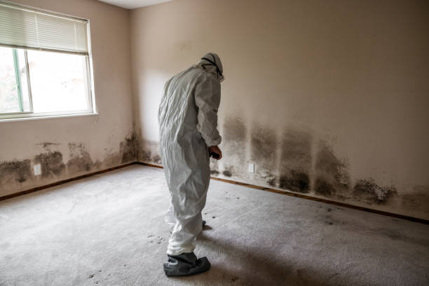Professional Mold Removal in Indian Trail, NC