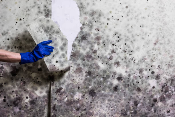 Trusted Indian Trail, NC Mold Removal Experts