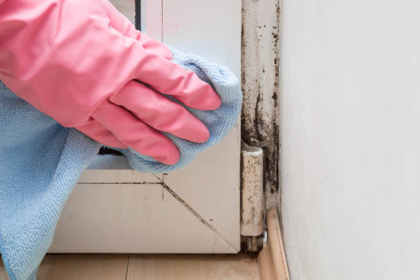 Mold Removal Process in Indian Trail, NC