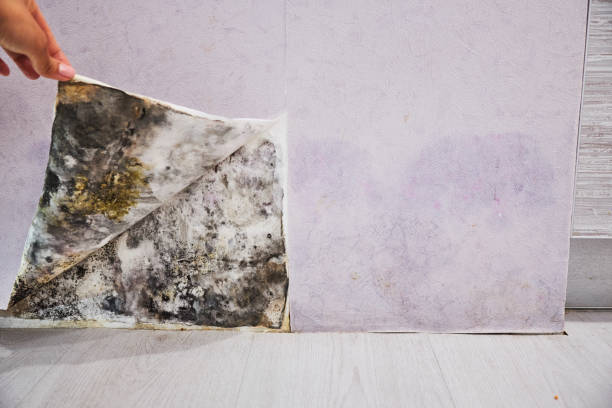 Best Home Mold Removal  in Indian Trail, NC